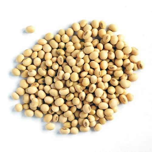 Soy Beans