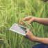 Tips for going digital in the spice and herb sector