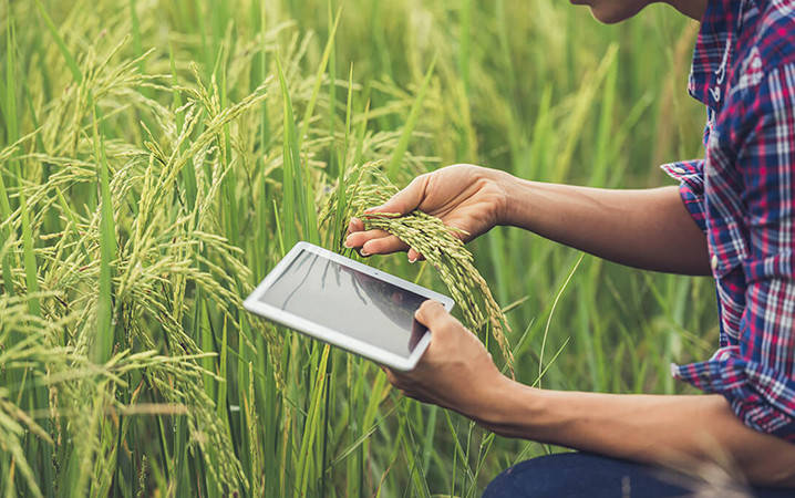 Tips for going digital in the spice and herb sector